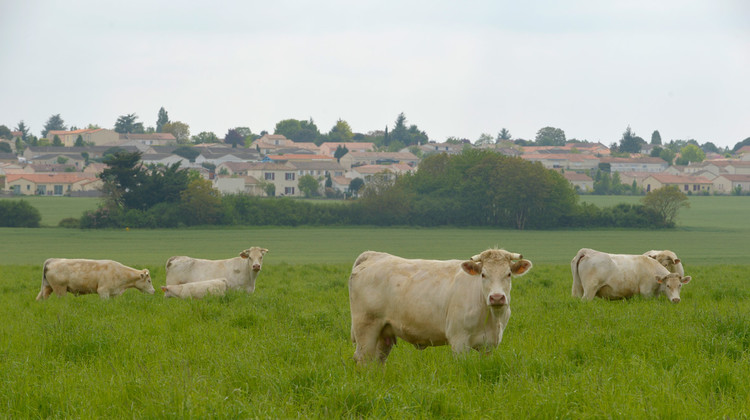 Vaches au pâturage près de Chauray